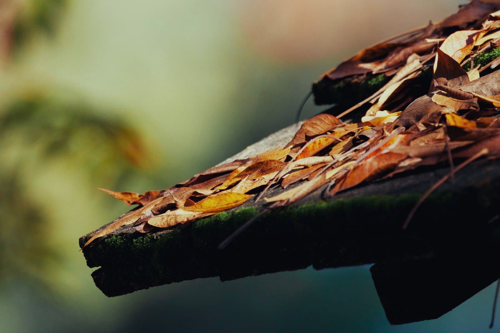 Gouttière bouchée par des feuilles mortes et de la mousse en fin d'automne